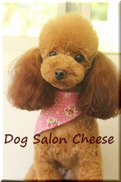 福岡県糟屋郡久山町 ドッグサロン Dog Salon Cheese 6月30日